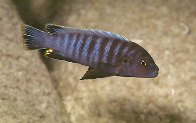 Pseudotropheus sp. 'aggressive grey' Maingano Island